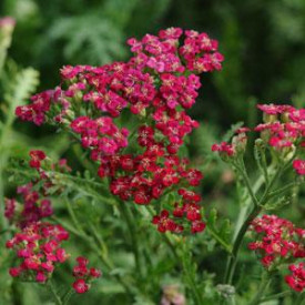 /images/plants/Achillea__New_Vintage_Red_.jpg