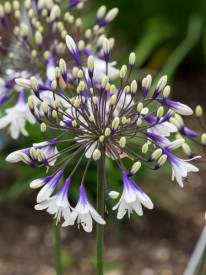 /images/plants/Agapanthus-Fireworks.jpg