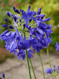 /images/plants/Agapanthus-Flower-of-Love.jpg