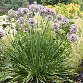 /images/plants/Allium_Bubble_Bath.jpg