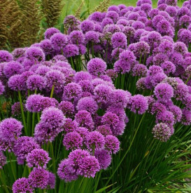 /images/plants/Allium_Millenium.jpg