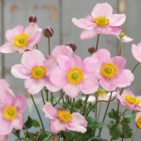 /images/plants/Anemone_Pink_CLoud.jpg