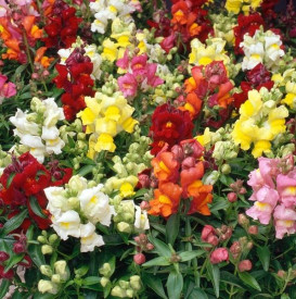 /images/plants/Antirrhinum_Snapshot_Mixed.jpg
