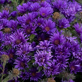 /images/plants/Aster_Grape_Crush.jpg