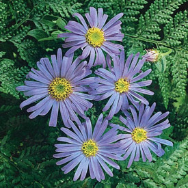 /images/plants/Aster_Monch.jpg