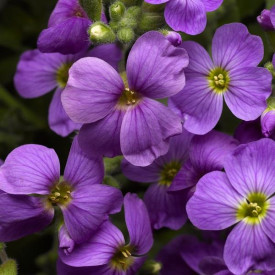 /images/plants/Aubrieta_Katie_Blue.jpg