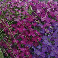 /images/plants/Aubrieta_Katie_Mix.jpg