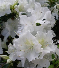 /images/plants/Azalea_Pure_White.jpg