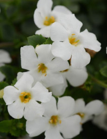 /images/plants/Bacopa_MegaCopa_White.JPG