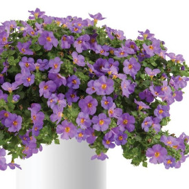 /images/plants/Bacopa_Megacopa_Purple.jpg