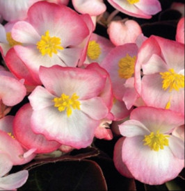 /images/plants/Begonia_Devil_Coral_Bicolour.jpg