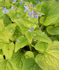 /images/plants/Brunnera-Dianes-Gold.jpg