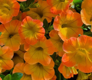 /images/plants/Calibrachoa_Honey_Peach.jpg