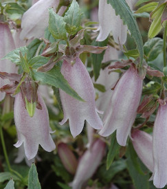 /images/plants/Campanula_Silver_Bells_2.jpg