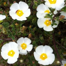 /images/plants/Cistus_Thrive.jpg