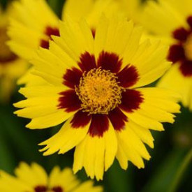 /images/plants/Coreopsis_Sunkiss.jpg
