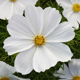 /images/plants/Cosmos_Sonata_White.jpg