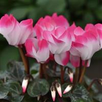 /images/plants/Cyclamen_Indiaka___Rose.jpg