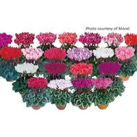 /images/plants/Cyclamen_Metis___Mix.jpg