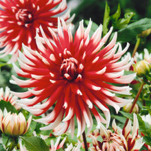 /images/plants/Dahlia_Friquolet.jpg