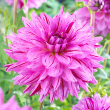 /images/plants/Dahlia_Painted_Girl.jpg