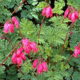 /images/plants/Dicentra_Amore_Rose.jpg