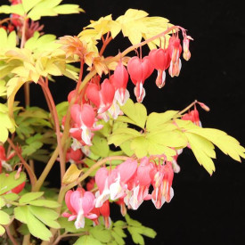 /images/plants/Dicentra_Ruby_Gold.jpg
