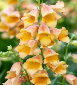 /images/plants/Digitalis_Goldcrest_2.jpg