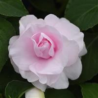 /images/plants/Double_Impatiens_Glimmer____Appleblossom.jpg