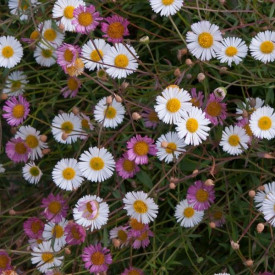 /images/plants/Erigeron_Stallone.jpg