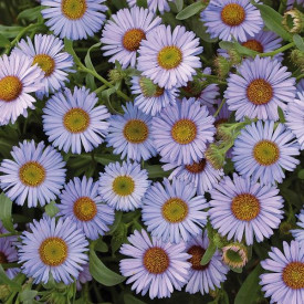 /images/plants/Erigeron_Wayne_Roderick.jpg