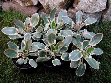 /images/plants/Eryngium_x_tripartitum____Jade_Frost___.jpg