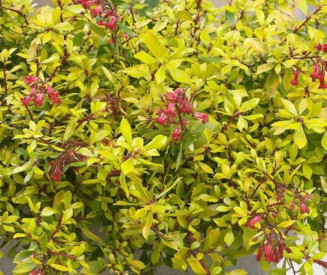 /images/plants/Escallonia_Golde_Carpet.jpg