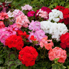/images/plants/Geranium_Horizon_Mixed.jpg