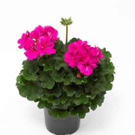 /images/plants/Geranium_Trend_Hanna_Hot_Pink.jpg