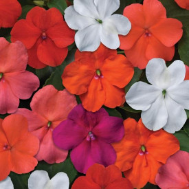 /images/plants/Impatien_Beacon_Mixed.jpg