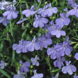 /images/plants/Lobelia_Fountain_Blue.jpg