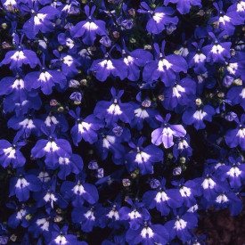 /images/plants/Lobelia_Sapphire.jpg