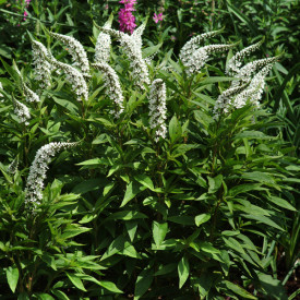 /images/plants/Lysimachia_clethroides.jpg