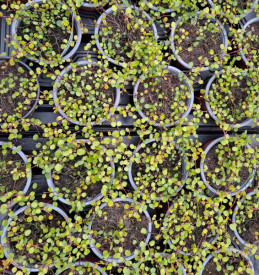/images/plants/Muehlenbeckia_complexa_Golden_Girl.jpg