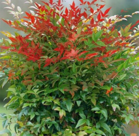/images/plants/Nandina_Obsessed.jpg