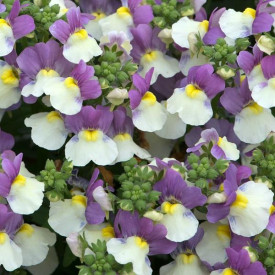 /images/plants/Nemesia_Lady_Kate.jpg