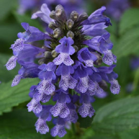 /images/plants/Nepeta_Blue_Prelude.jpg
