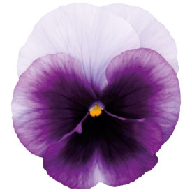 /images/plants/Pansy-EVO-F1-Beacon-Blue.jpg