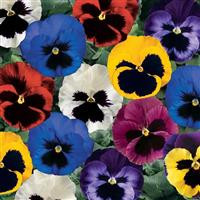 /images/plants/Pansy_EVO_Royal_Mix.jpg