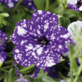 /images/plants/Petunia_Nightsky.jpg