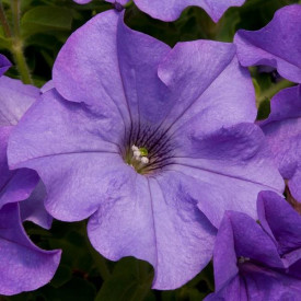 /images/plants/Petunia_Surfinia_Heavenly_Blue.jpg