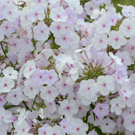 /images/plants/Phlox_Fashionably_Early_Lavender_Ice.jpg