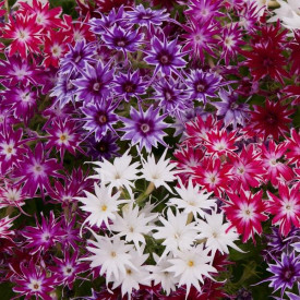 /images/plants/Phlox_Popstars_Mix.jpg