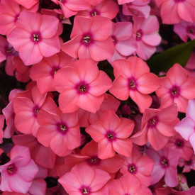 /images/plants/Phlox_Super_Ka-Pow____Coral.jpg